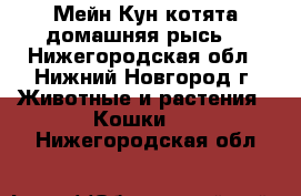 Мейн Кун котята(домашняя рысь) - Нижегородская обл., Нижний Новгород г. Животные и растения » Кошки   . Нижегородская обл.